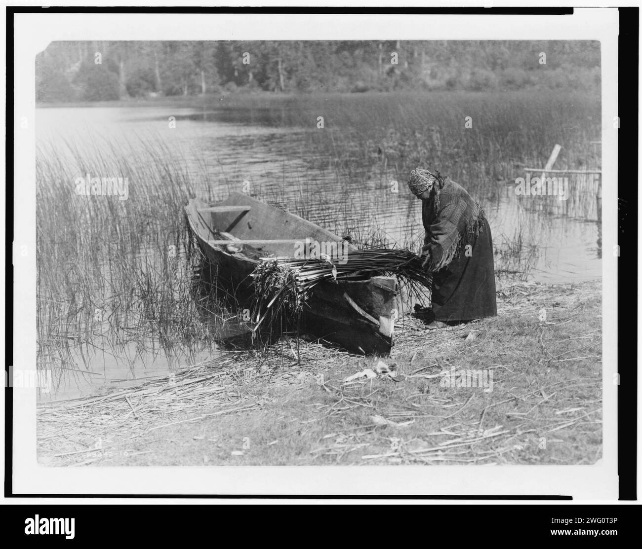Der tule-Sammler, 1910. Cowichan-Frau, die tule aufs Boot bringt. Stockfoto