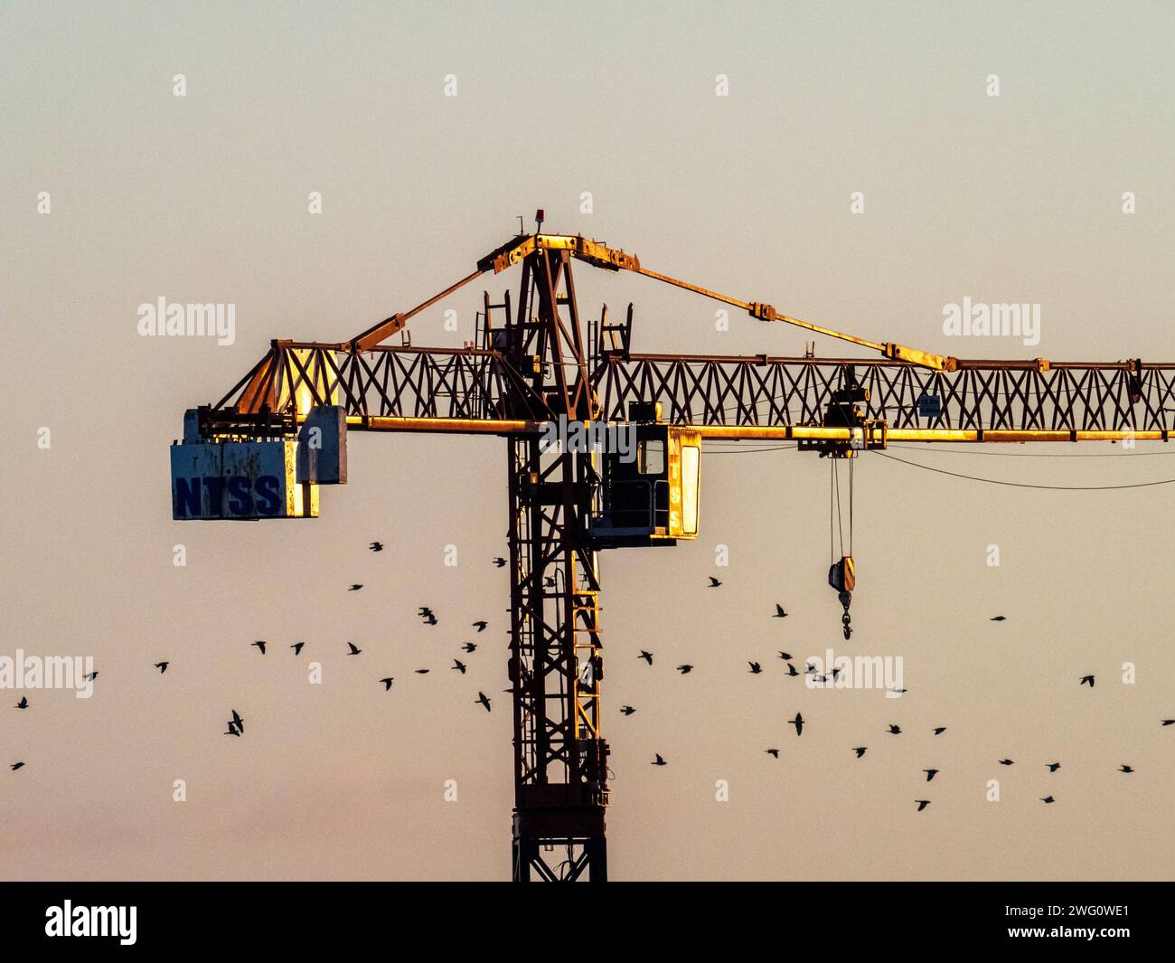 Wood Pigeon fliegt bei Sonnenaufgang an einem Kran bei den Nene Washes, Cambridgeshire, UK. Stockfoto