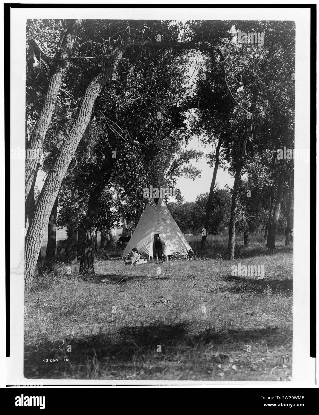 Camp in den Cottonwoods-Cheyenne, 1910. Tipi in einem Baumhain. Stockfoto