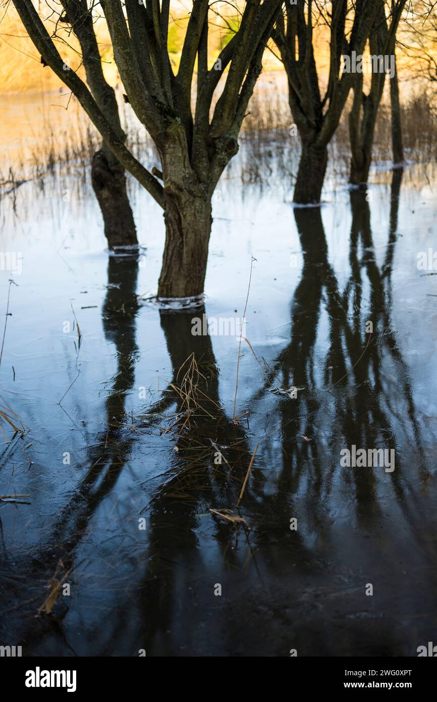 Hochwasserschutzmaßnahmen, Bäume in gefrorener Landschaft, Green Park, entworfen Hochwasser (zum Schutz anderer Gebiete), Reading, Berkshire, Reading, England. Stockfoto