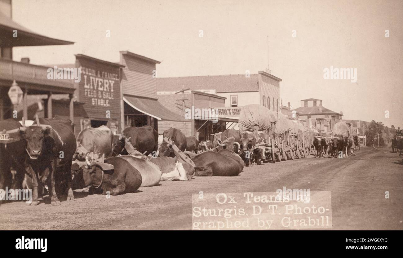 OX-Teams in Sturgis, DT, zwischen 1887 und 1892. Linie von Ochsen und Wagen entlang der Hauptstraße. Stockfoto