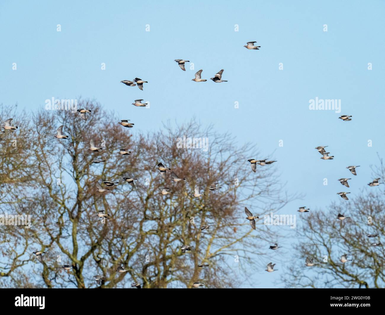 Wood Pigeon fliegt über Ackerland bei den Nene Washes, Cambridgeshire, Großbritannien. Stockfoto