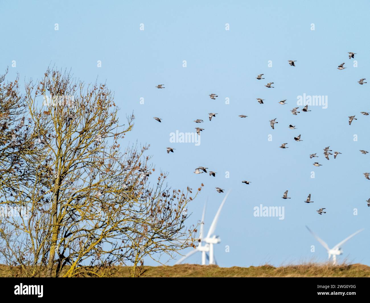 Wood Pigeon fliegt über Ackerland bei den Nene Washes, Cambridgeshire, Großbritannien. Stockfoto