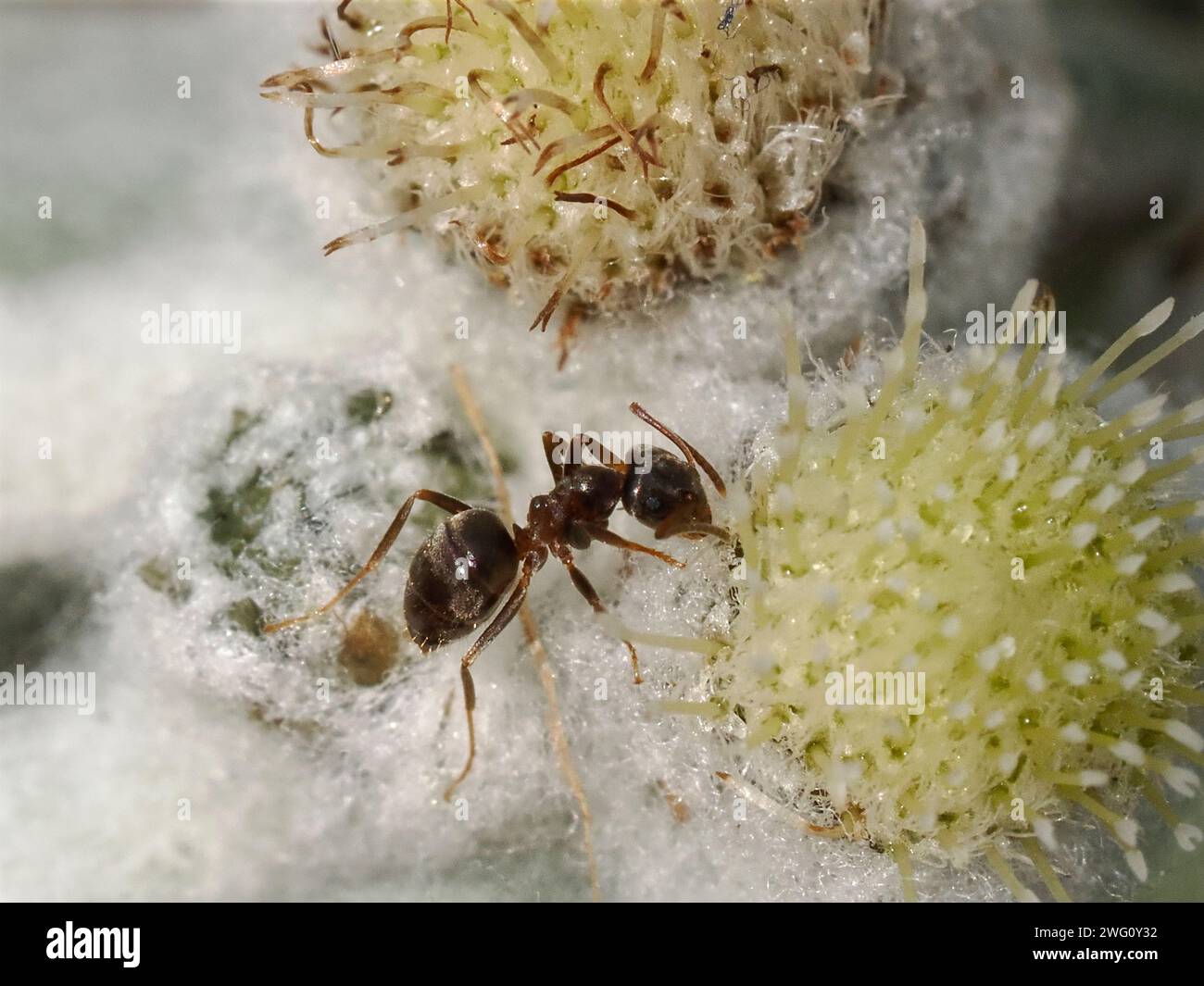 Makro einer Ameise auf einer Edelweiß-Blume Stockfoto