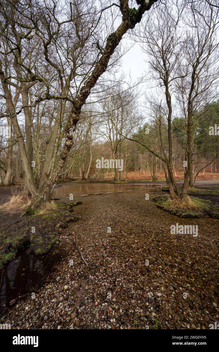 Die Stepping Stones, auch bekannt als die Hangmans Stones im Sherbrook Valley, Cannock Chase, Staffordshire, Großbritannien im Winter. Stockfoto