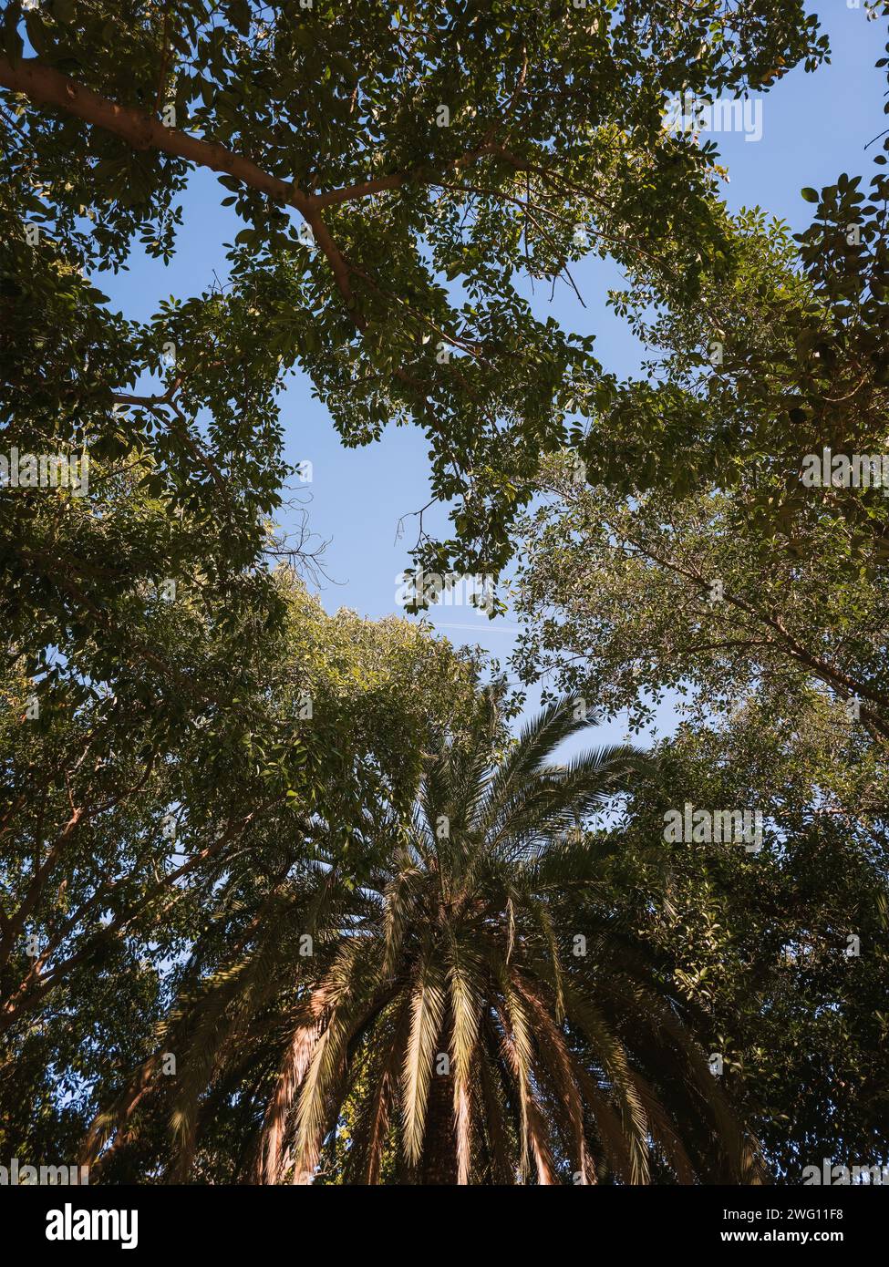 Hohe Palmen vor hellblauem Himmel von unten. Stockfoto