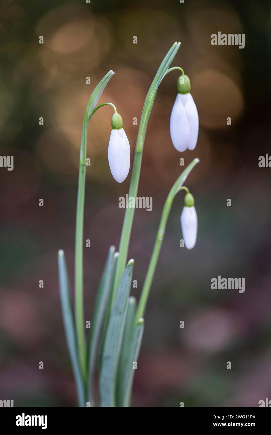 Snowdrop (Galanthus nivalis Magnet), Emsland, Niedersachsen, Deutschland Stockfoto