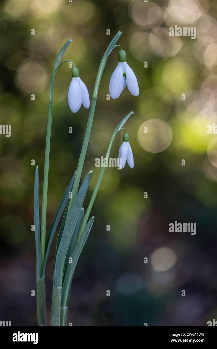 Snowdrop (Galanthus nivalis Magnet), Emsland, Niedersachsen, Deutschland Stockfoto