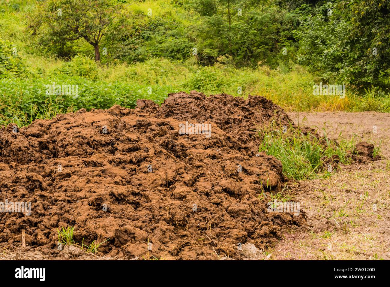 Kuhmist stapelte sich auf einem offenen Feld mit Bäumen und Laub im Hintergrund Stockfoto