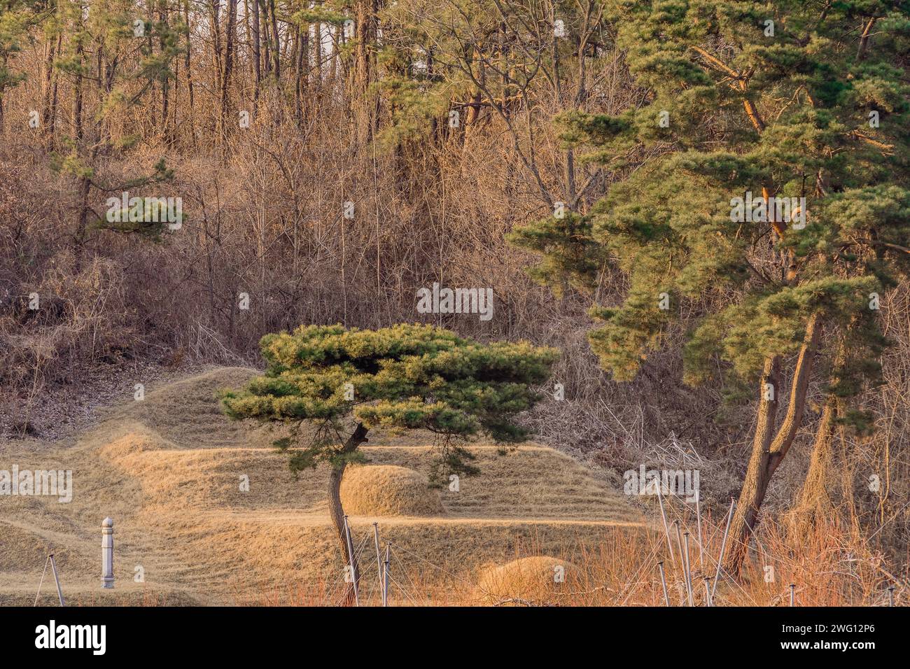Immergrüner Baum mit geschwungenem Stamm, der einen Grabhügel in einem bewaldeten Gebiet in Daejeon, Südkorea, bildet Stockfoto