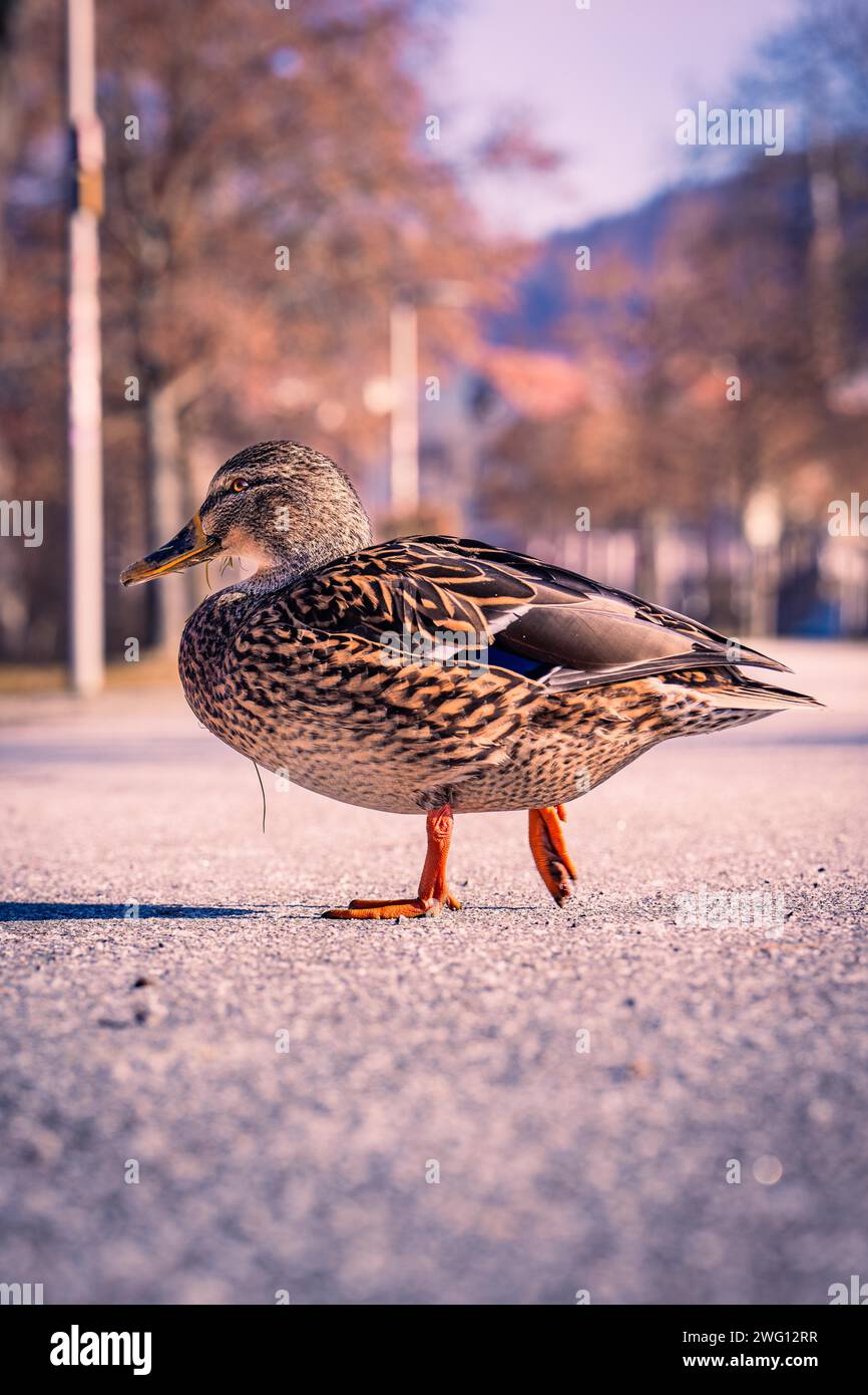 Eine Ente läuft bei Tageslicht auf einer leeren Straße, Nagold, Schwarzwald, Deutschland Stockfoto
