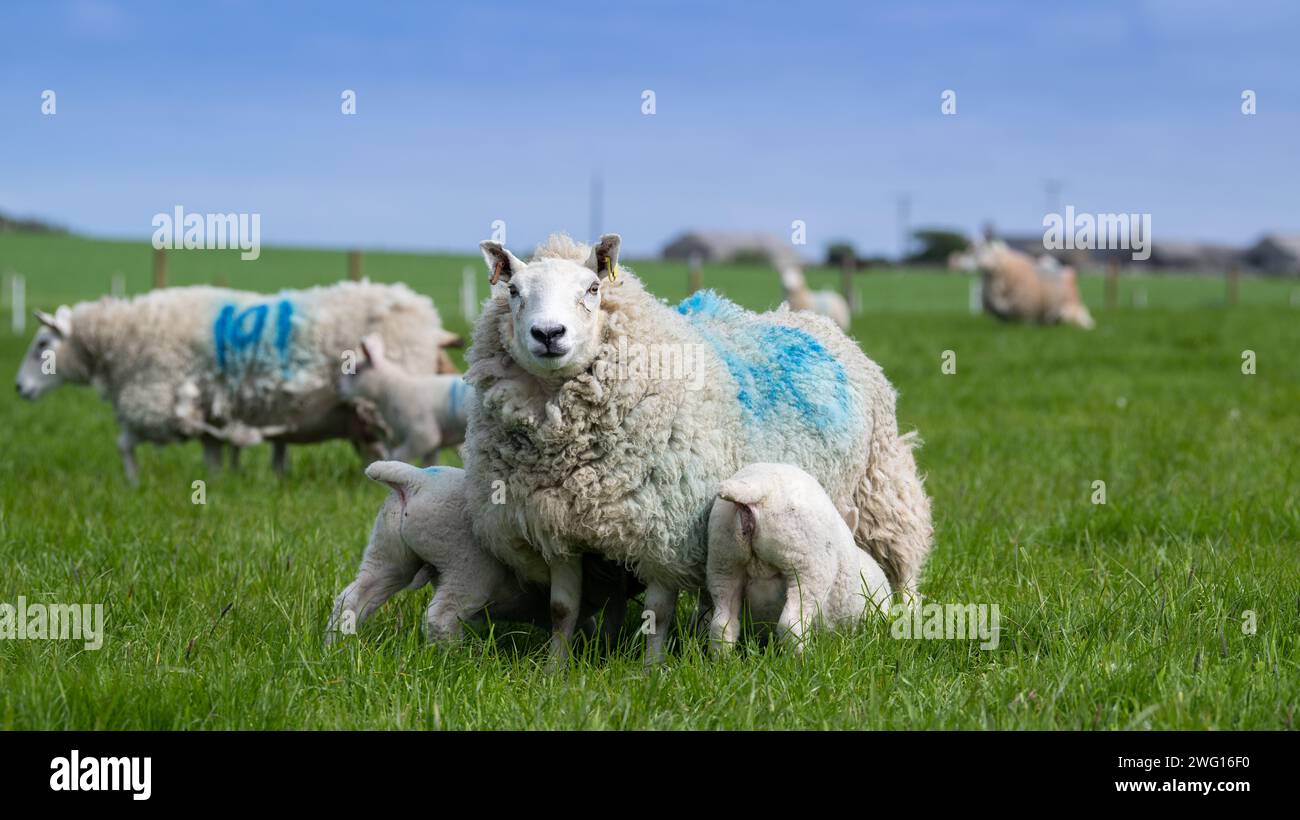 Cheviot-Schafe aus dem North Country mit Lämmern auf der Weide auf den Orkney-Inseln, Schottland, Großbritannien. Stockfoto