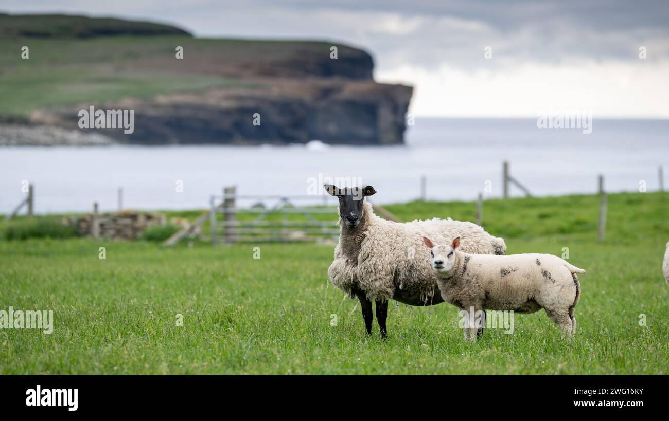 Embryo-Transplantation von Beltex-Lämmern auf Surrogatschafen mit Blick auf die Bay of Skaill in den Orkneys, Schottland, Großbritannien. Stockfoto