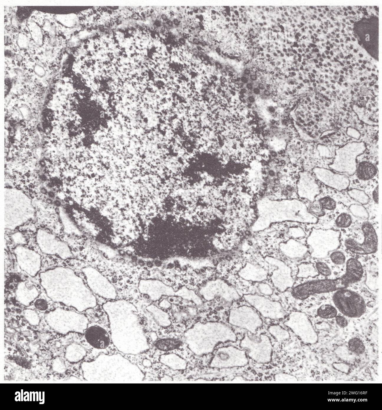 Structure d'ensemble d'une cellule glande de mue du Criquet. Stockfoto