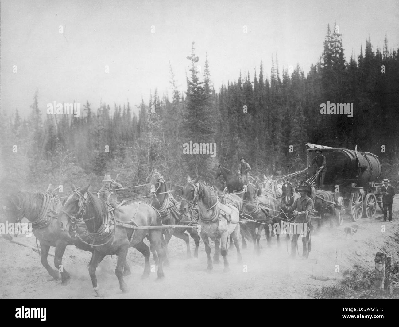 Pferdeteam auf dem Overland Trail zwischen 1900 und 1927. Stockfoto