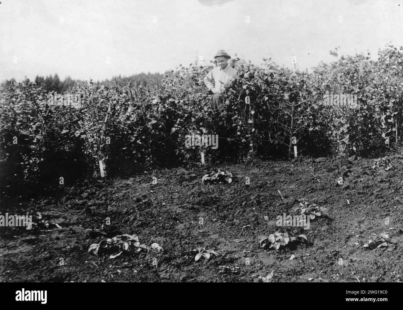 Erbsenernte in der Nähe von Sitka, zwischen 1900 und 1930. Stockfoto