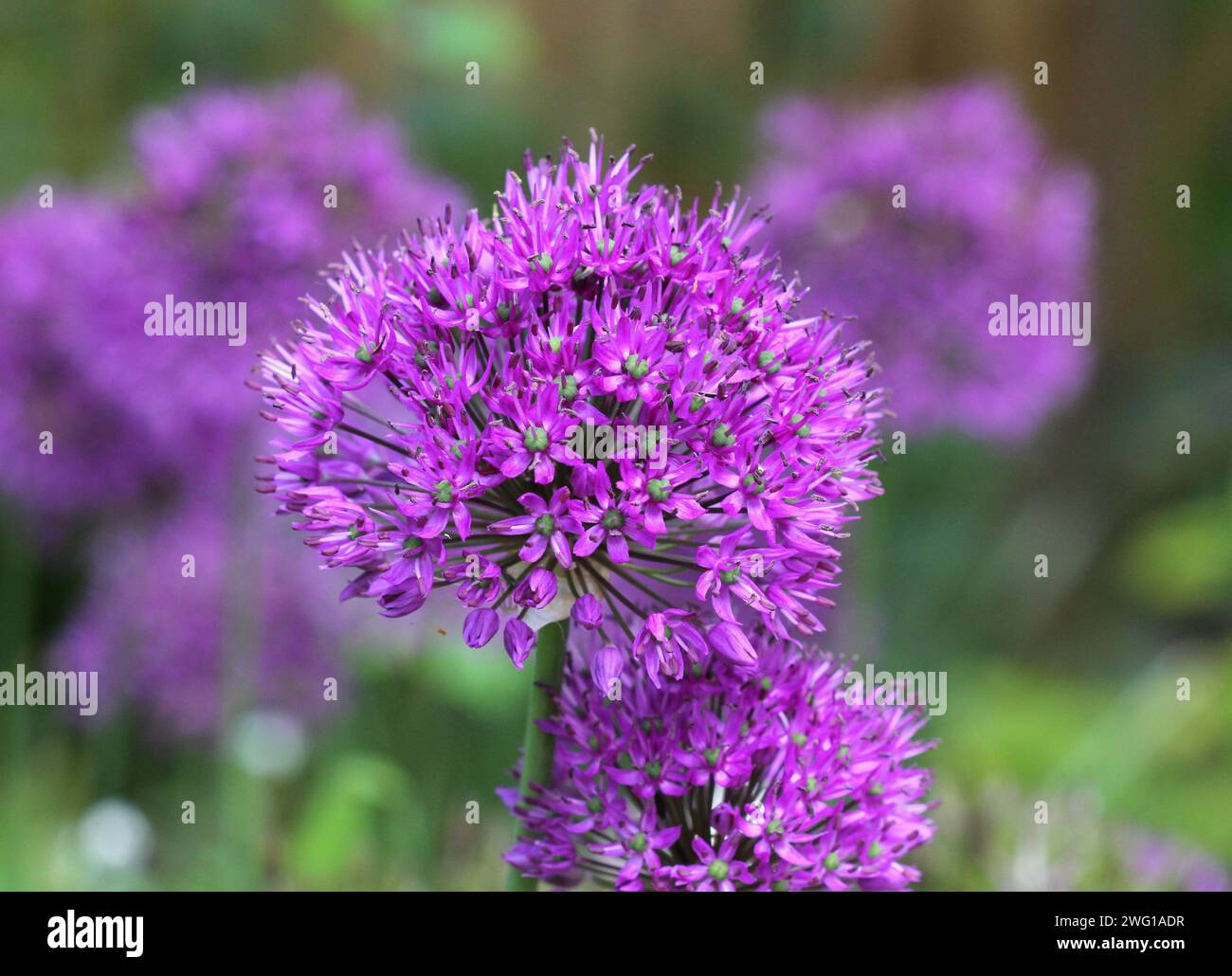 Nahaufnahme von Allium „Purple Sensation“ Stockfoto