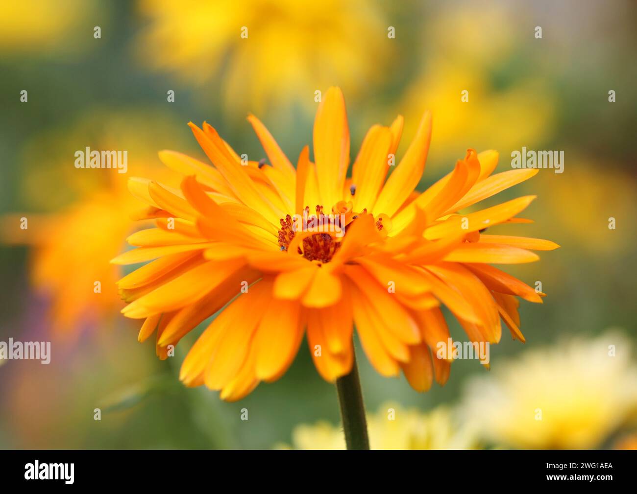 Eine Nahaufnahme der englischen Marigold, Pot Marigold, Calendula. Stockfoto