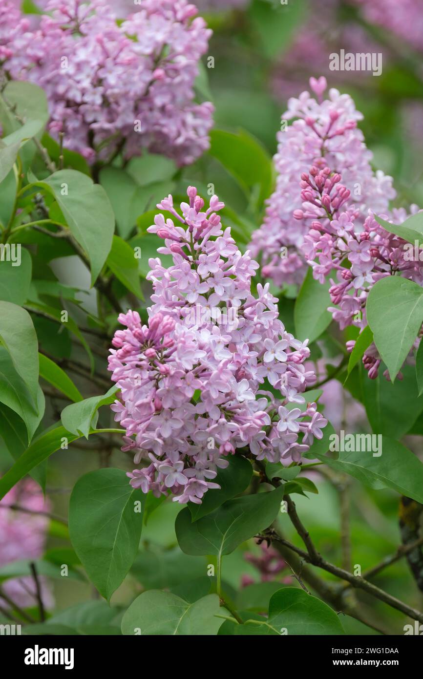 Syringa vulgaris Marlyensis pallida, lilac Marlyensis pallida, Panicles aus blassem Mauvenblüten Stockfoto