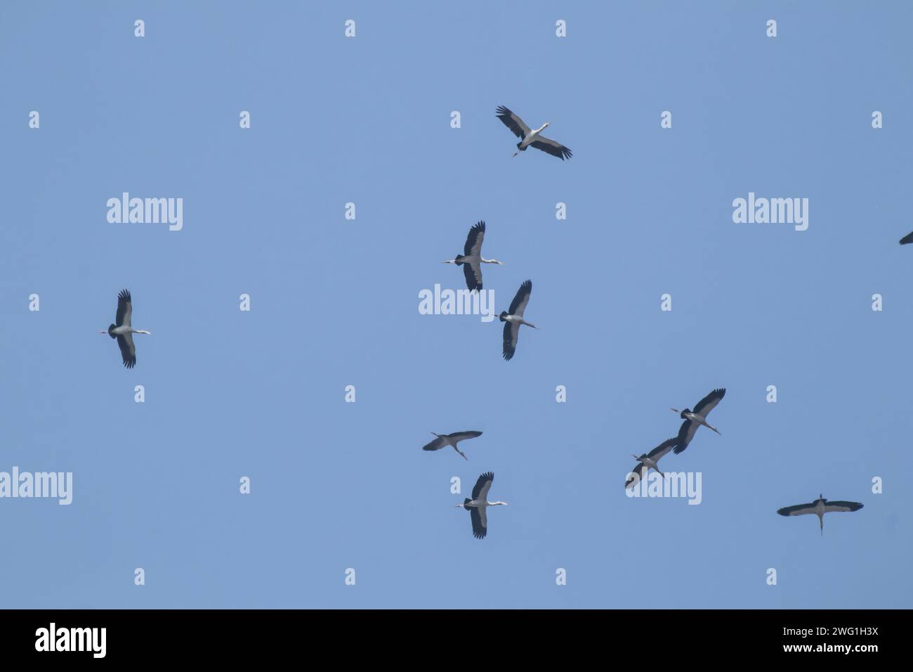 Schar asiatischer Vogelschnabel, der auf blauem Himmel fliegt Stockfoto