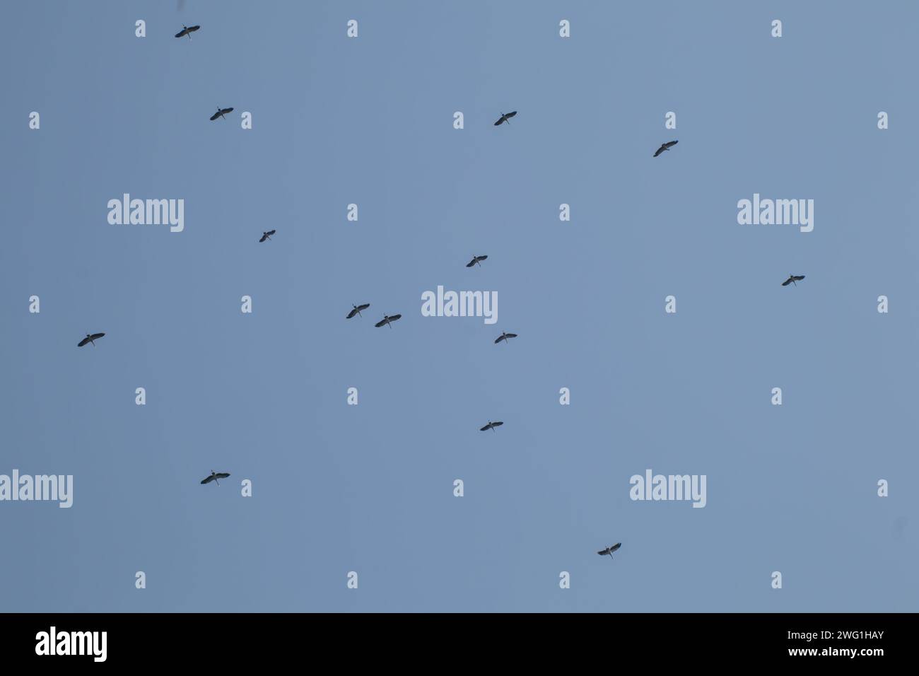 Schar asiatischer Vogelschnabel, der auf blauem Himmel fliegt Stockfoto