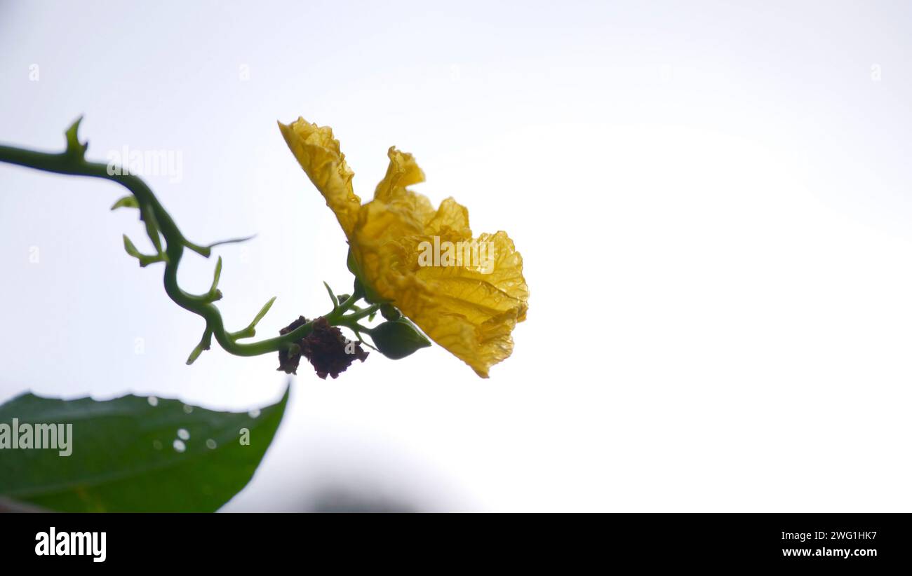 Eine Nahaufnahme einer leuchtend gelben Blume mit einer zarten Blattspitze. Stockfoto
