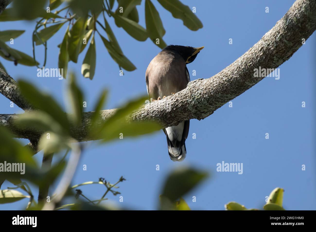 Ein schwarzer gemeiner Myna-Vogel auf dem Baum Stockfoto