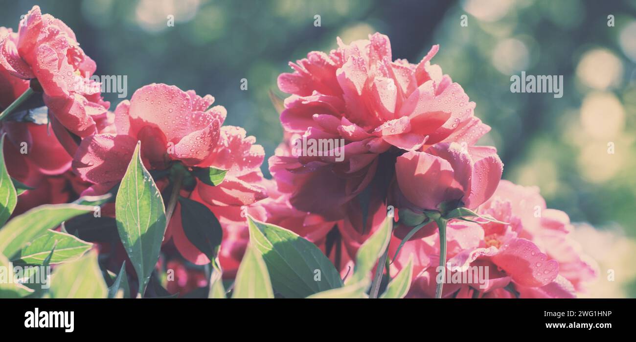 Alte blühende Pfingstrosenblüten in einem Garten Stockfoto