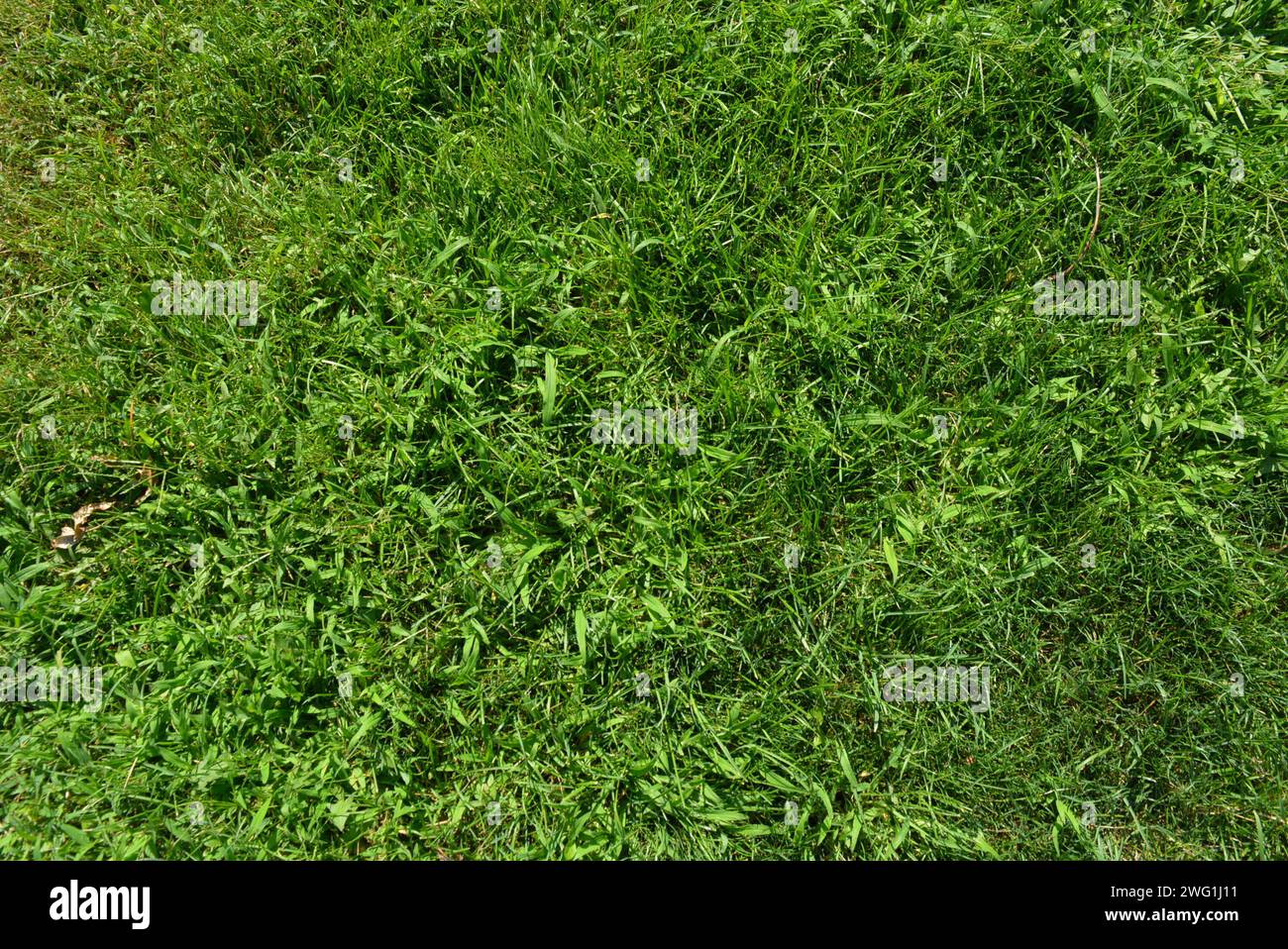 Natürlicher Hintergrund, grünes Gras mit gelblichem Gras. Gras auf dem Boden im Wald, Nahaufnahme des Fotos. Stockfoto