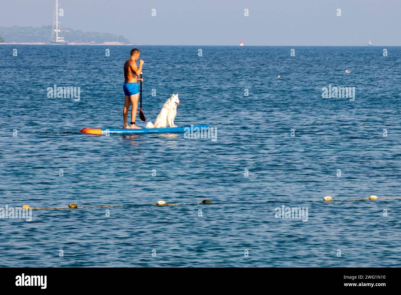 Mann in Badehose schwimmt morgens auf einem Boot mit einem Samoiden Hund auf einem ruhigen Meer. Urlaub mit Haustieren Stockfoto