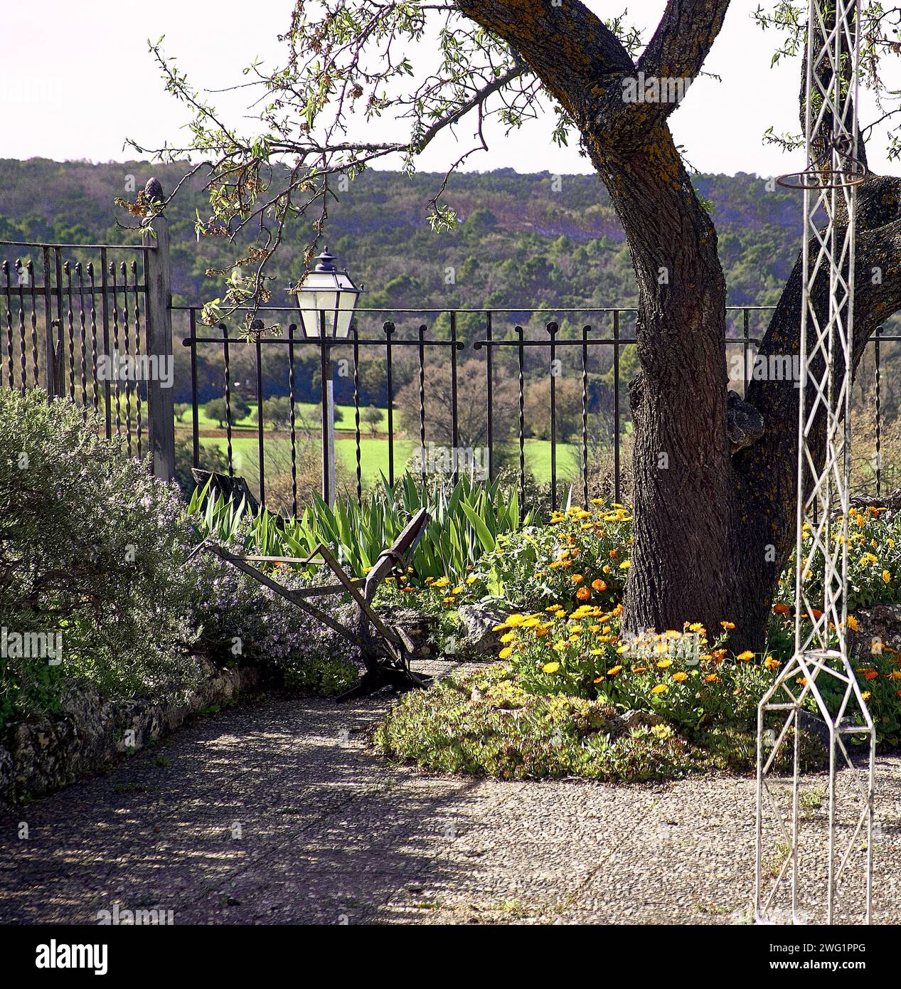 Terrasse des Stadthauses mit Blick auf den Berg, ein Zaun begrenzt ihn, und darauf wachsen Lilien, Unsterbliche, Ringelblumen, Rosmarin in Blume und ein Mandelbaum. Stockfoto
