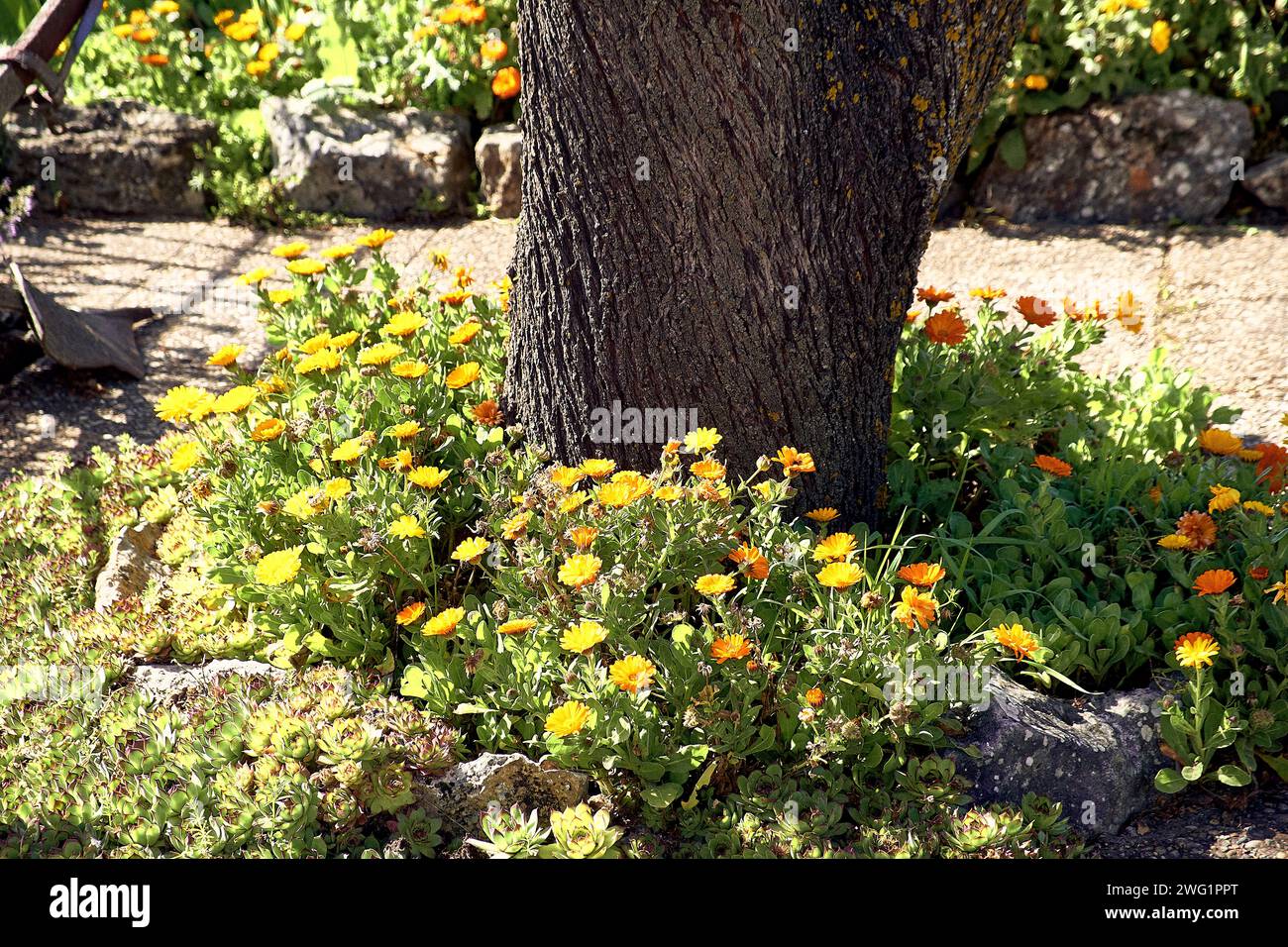 Terrasse des Stadthauses mit Blick auf den Berg, ein Zaun begrenzt ihn, und darauf wachsen Lilien, Unsterbliche, Ringelblumen, Rosmarin in Blume und ein Mandelbaum. Stockfoto