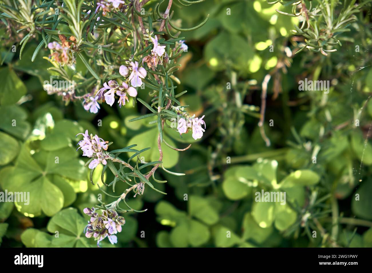 Rosmarin (Salvia rosmarinus) in Blume und Riesenklee (Trifolium, Oxalis articulata) im Innenhof eines Stadthauses. Detailplan. Stockfoto