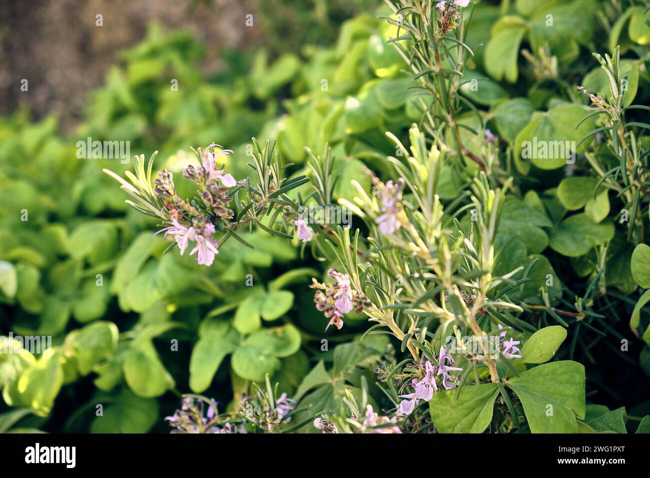 Rosmarin (Salvia rosmarinus) in Blume und Riesenklee (Trifolium, Oxalis articulata) im Innenhof eines Stadthauses. Detailplan. Stockfoto