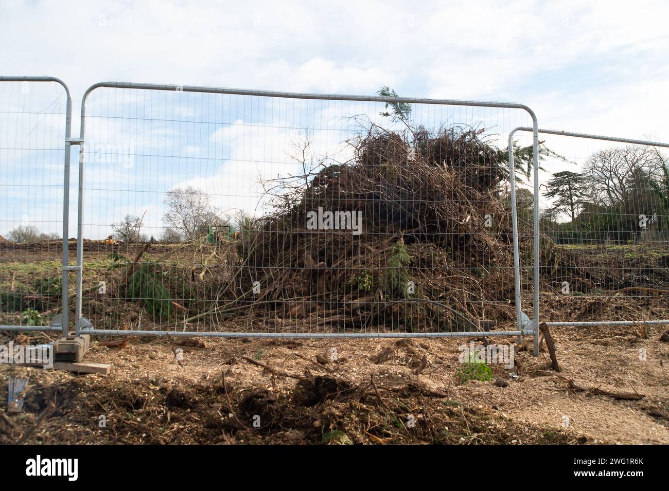 Maidenhead, Großbritannien. Februar 2024. Nachdem sie 2021 in Hackney, London, einen Woodland Trust Tree of the Year gefällt haben, stehen die Bauherren Berkeley Homes erneut im Rampenlicht. Die Einheimischen, die in der Nähe von Spring Hill in Maidenhead, Berkshire leben, sind wütend, dass Berkeley Homes zahlreiche Bäume an und um den Standort zerstört haben, an dem 199 neue Häuser gebaut werden sollen. Dies geschieht, obwohl die Bewohner angeblich von Berkeley Homes versichert wurden, dass die Bäume erhalten bleiben würden. Die Baumchirurgen Heartwood waren heute vor Ort und räumten die restlichen umgeschlagenen Bäume ab. Nur noch wenige Bäume sind an den S zu finden Stockfoto