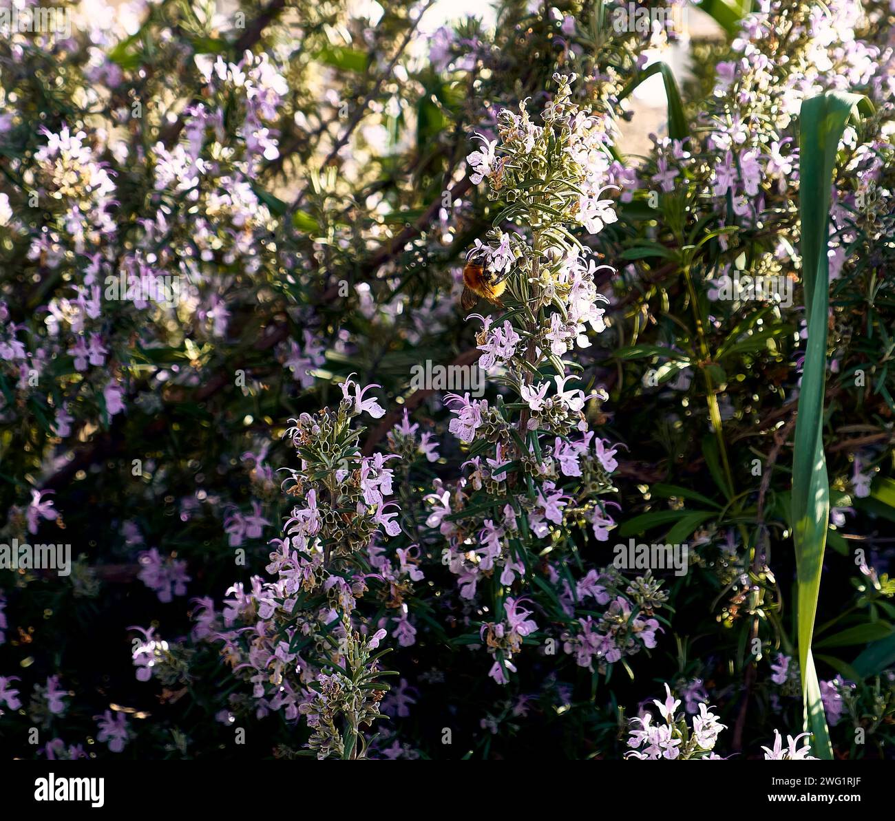 Rosemary auf der Terrasse eines Stadthauses. Detailplan mit Bienenlutschen. Stockfoto