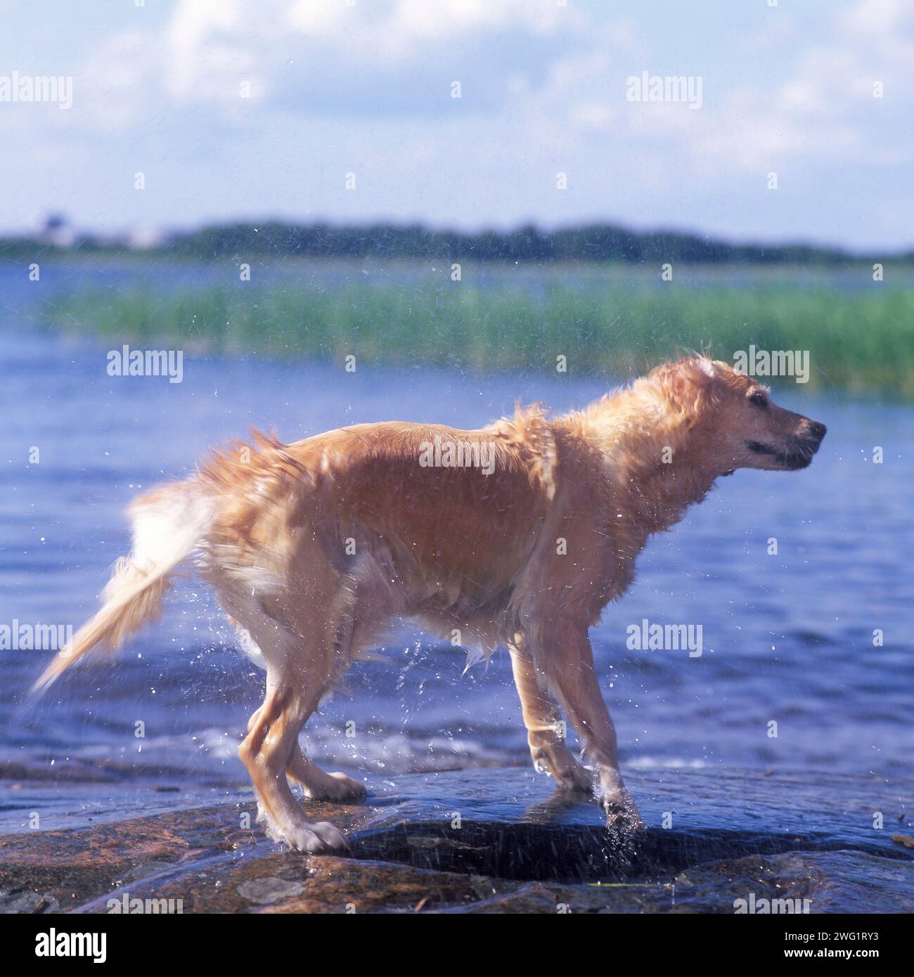 Golden Retriever schüttelt Wasser ab Stockfoto