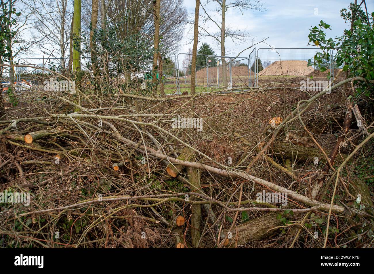 Maidenhead, Großbritannien. Februar 2024. Nachdem sie 2021 in Hackney, London, einen Woodland Trust Tree of the Year gefällt haben, stehen die Bauherren Berkeley Homes erneut im Rampenlicht. Die Einheimischen, die in der Nähe von Spring Hill in Maidenhead, Berkshire leben, sind wütend, dass Berkeley Homes zahlreiche Bäume an und um den Standort zerstört haben, an dem 199 neue Häuser gebaut werden sollen. Dies geschieht, obwohl die Bewohner angeblich von Berkeley Homes versichert wurden, dass die Bäume erhalten bleiben würden. Die Baumchirurgen Heartwood waren heute vor Ort und räumten die restlichen umgeschlagenen Bäume ab. Nur noch wenige Bäume sind an den S zu finden Stockfoto