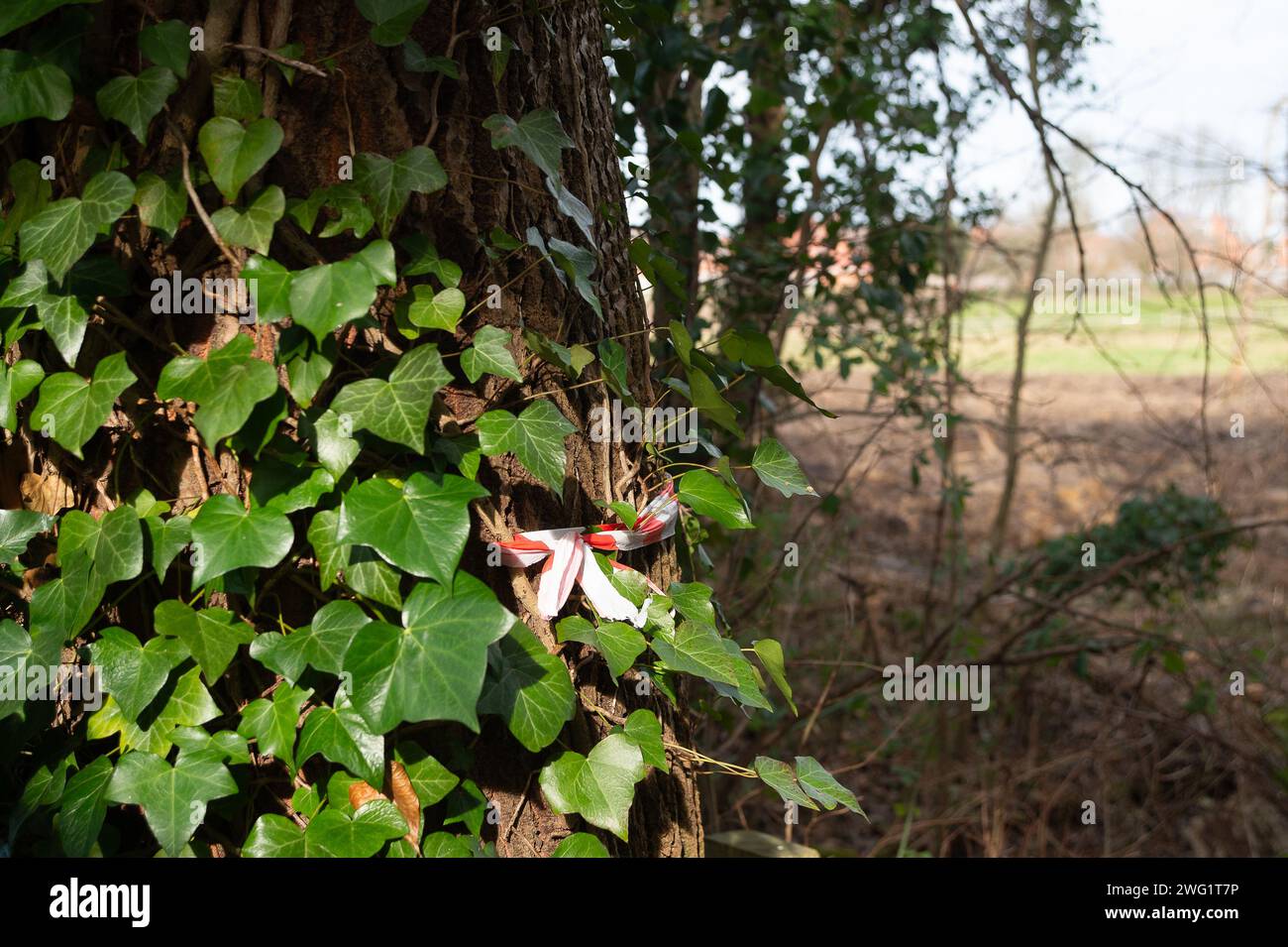 Maidenhead, Großbritannien. Februar 2024. Nachdem sie 2021 in Hackney, London, einen Woodland Trust Tree of the Year gefällt haben, stehen die Bauherren Berkeley Homes erneut im Rampenlicht. Die Einheimischen, die in der Nähe von Spring Hill in Maidenhead, Berkshire leben, sind wütend, dass Berkeley Homes zahlreiche Bäume an und um den Standort zerstört haben, an dem 199 neue Häuser gebaut werden sollen. Dies geschieht, obwohl die Bewohner angeblich von Berkeley Homes versichert wurden, dass die Bäume erhalten bleiben würden. Die Baumchirurgen Heartwood waren heute vor Ort und räumten die restlichen umgeschlagenen Bäume ab. Nur noch wenige Bäume sind an den S zu finden Stockfoto