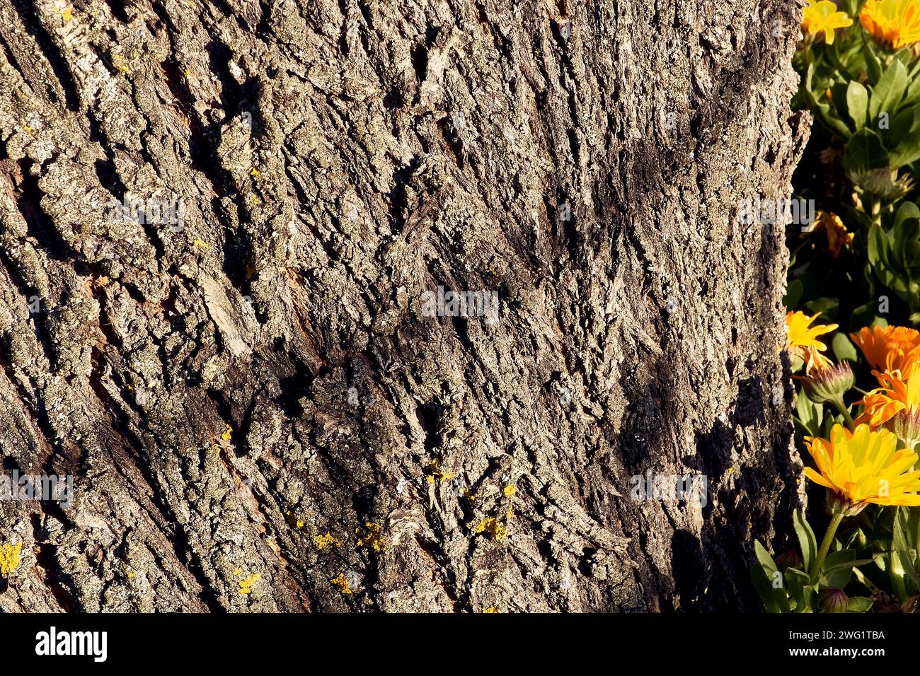 Ringelblumen (Calendula officinalis) und ein Mandelbaum im Innenhof eines Stadthauses. Detailplan. Stockfoto