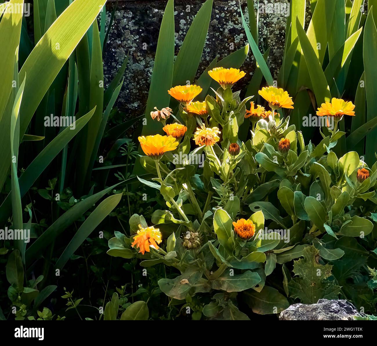 Ringelblumen (Calendula officinalis), Lilien (Iris) und Distel (Silybum marianum) in einem Stadthaus. Detailplan in Steintopf mit Hintergrundbeleuchtung bei Sonnenuntergang. Stockfoto