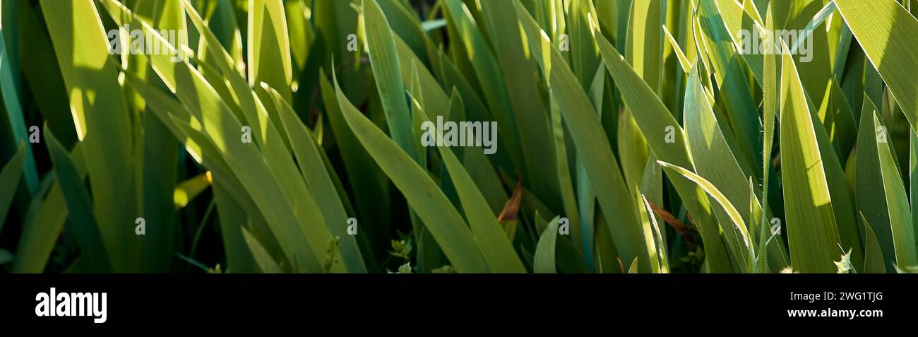 Lilien (Iris) im Innenhof eines Stadthauses. Detailplan. Stockfoto