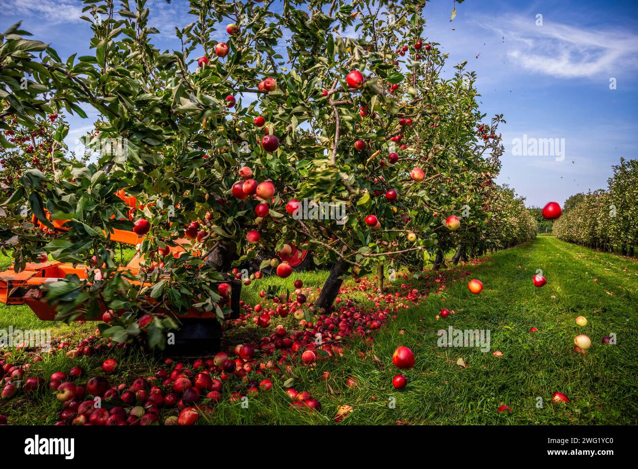 Apfelernte, Thatchers Orchard, Thatchers Cider, Äpfel im Sommer ernten, um Cider zu machen. Ein englisches Getränk in Somerset, Stockfoto