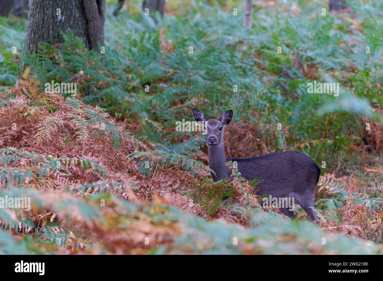Sika Deer (Hind) - Cervus Nippon. Stockfoto