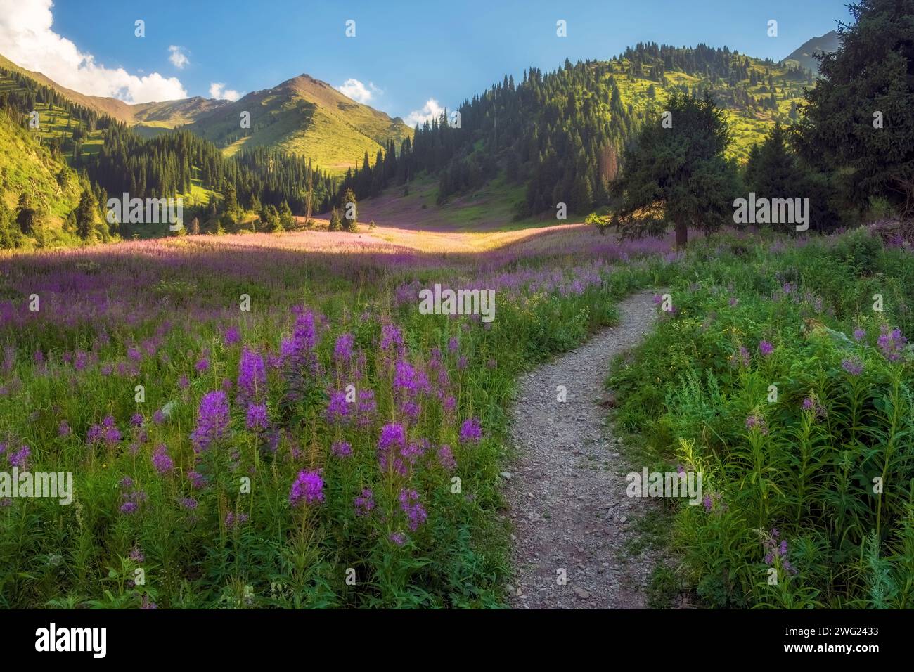Pfad zwischen wunderschönen Blumen Ivan Chai oder Kiprey oder blühenden Sally fireweed in den Bergen Kasachstan Almaty in der Gorelnik Schlucht Stockfoto