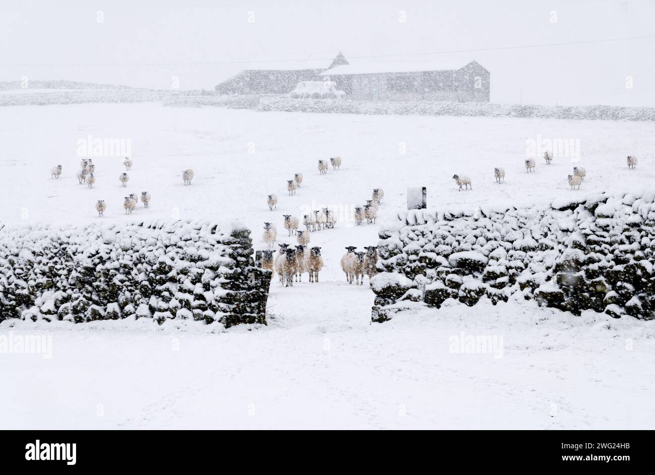 Schafe in einem Schneesturm in North Yorkshire. Stockfoto