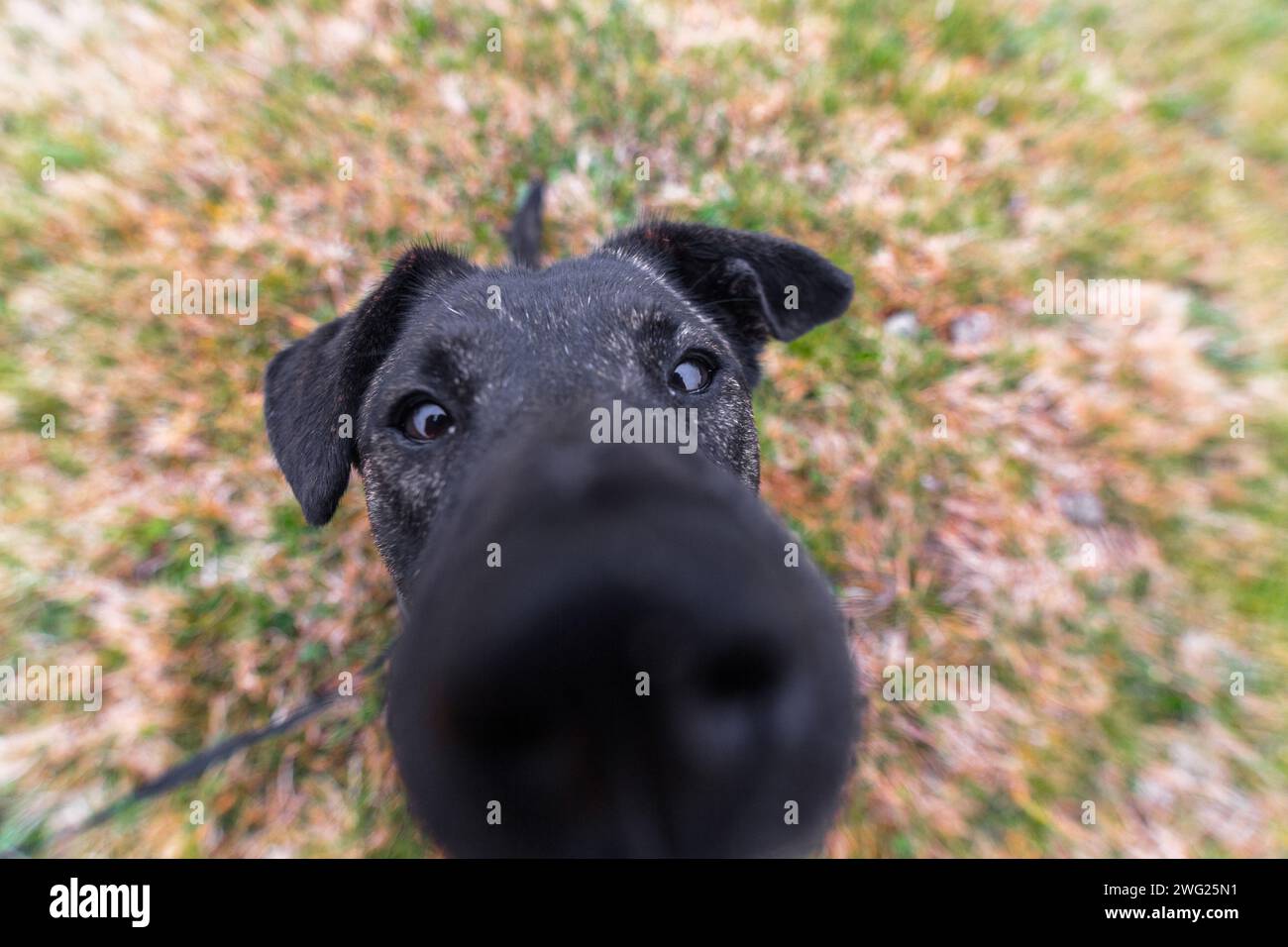 Eine Nahaufnahme eines Hundes mit verzerrter Nase wegen des Weitwinkels. Stockfoto