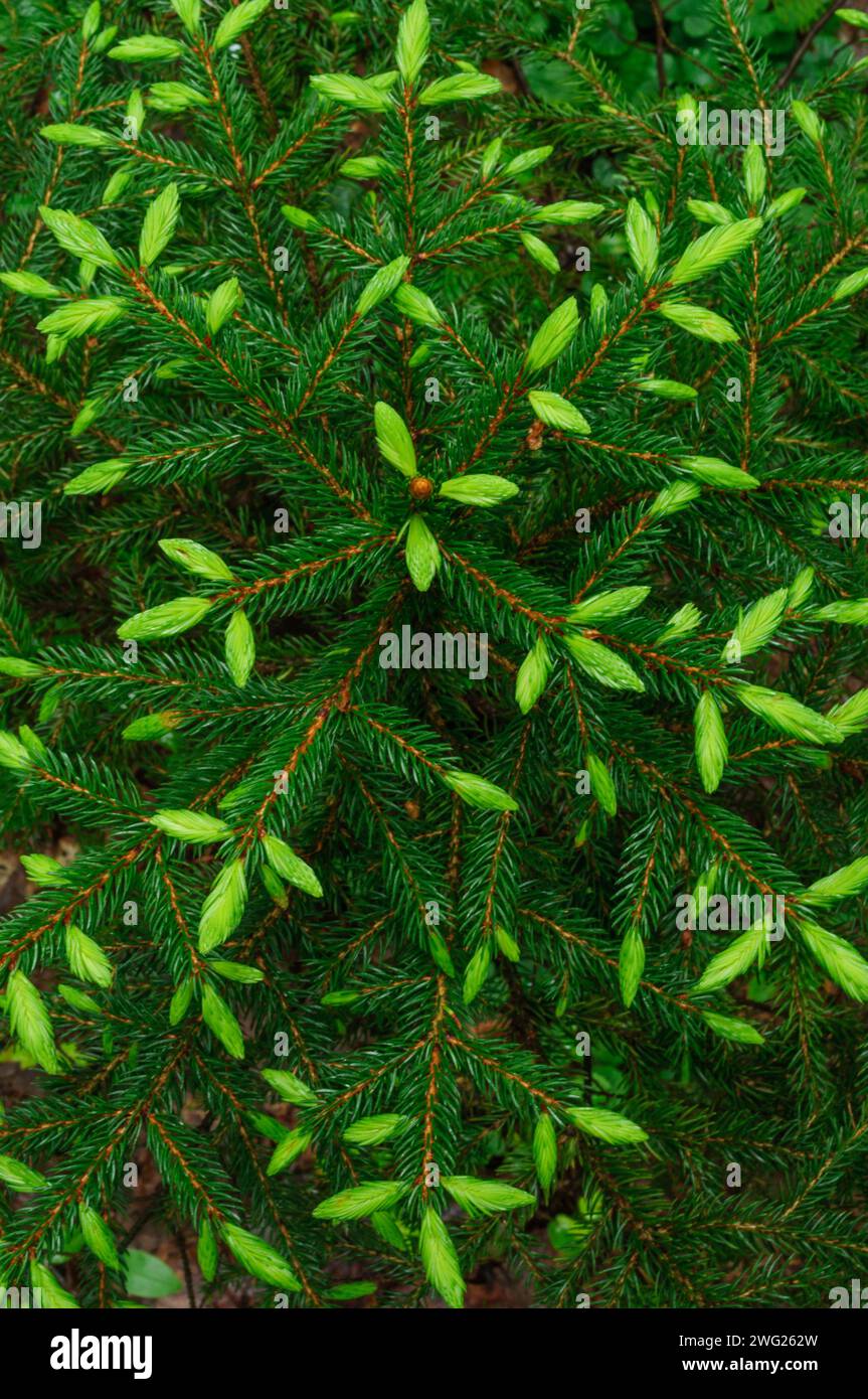 Neues Wachstum auf Rotfichte, Picea rubens, Nadeln, die in den Sioamesischen Teichen Wilderness Arae in den Adirondack Mountains im Bundesstaat New York wachsen Stockfoto