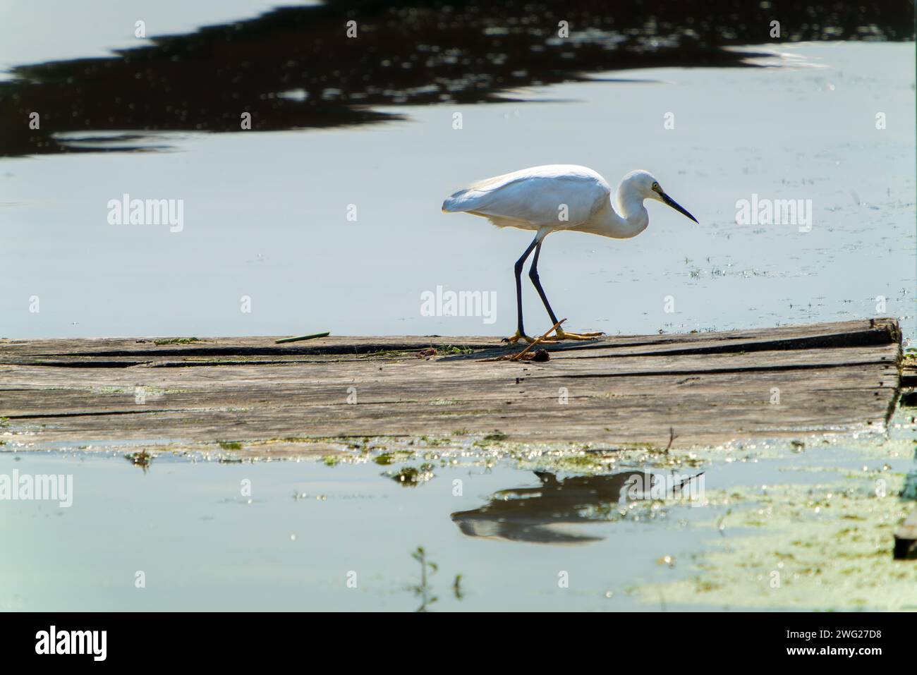 Ein Reiher stand auf einer Holzplanke und starrte ins Wasser. Die natürliche Umgebung rund um Dal Lake, Jammu und Kaschmir, Indien. Stockfoto