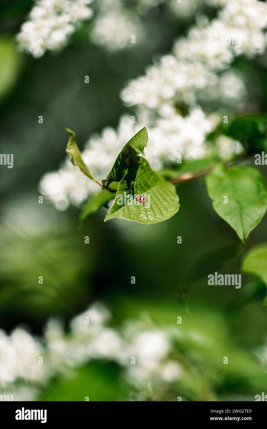 Ein Marienkäfer auf einem grünen Blatt in der Natur im Frühling. Stockfoto